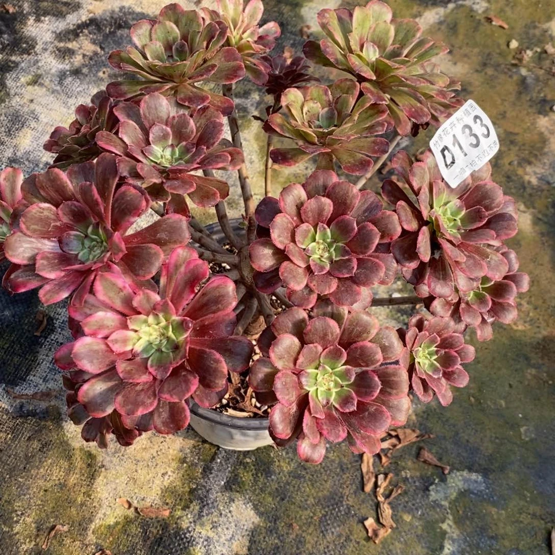 133金刚福利断枝不包损