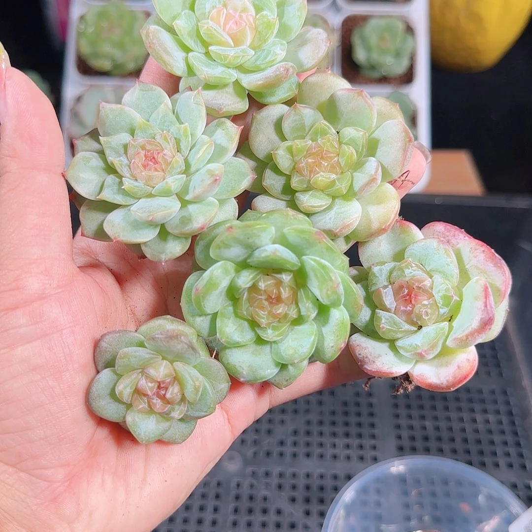 0926-81麦秆优选不包整