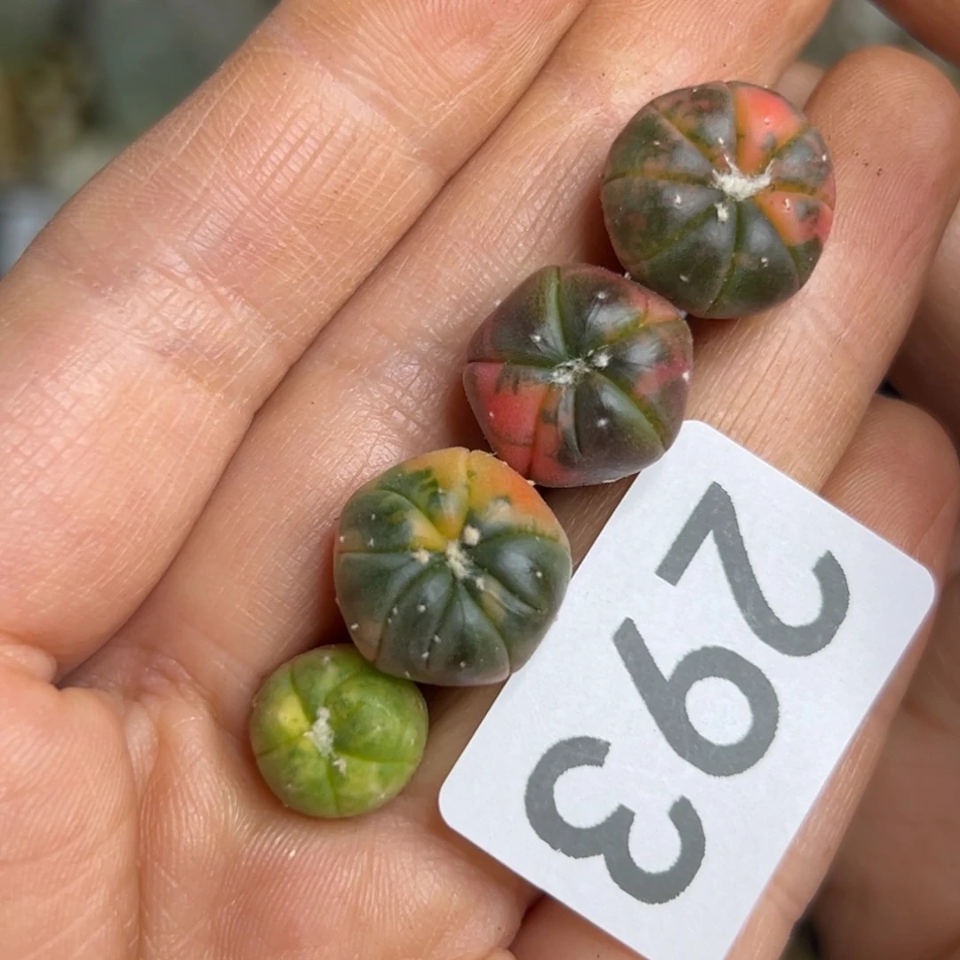 293 仙人球的比赛将于