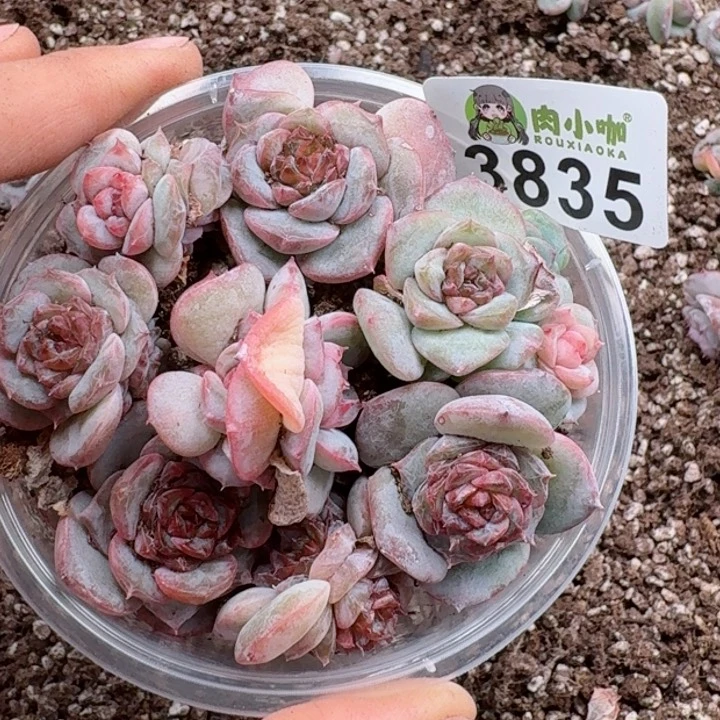 多肉植物多肉植物