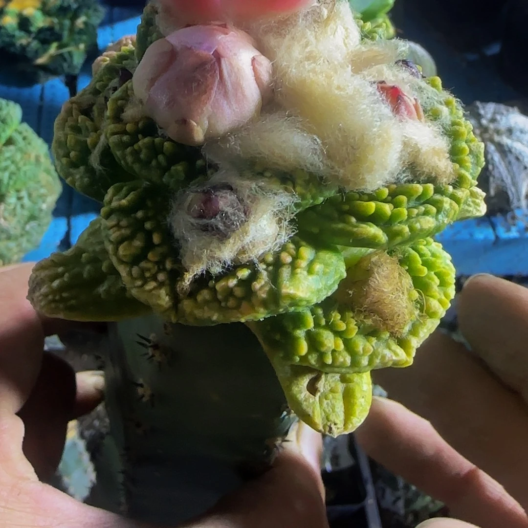 顽***夫牡丹锦209仙人球开花了
