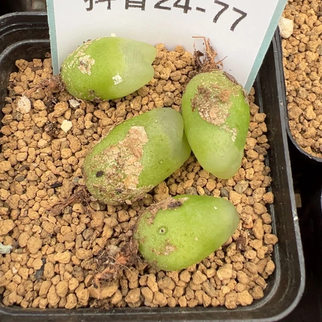 24-77拉登多肉植物