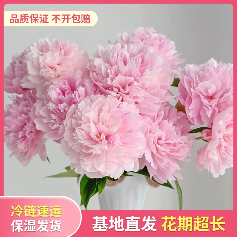 【菏泽重瓣芍药花】芍药鲜切花A级重瓣山东菏泽头茬鲜花