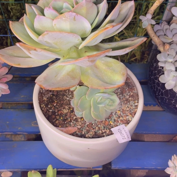 小***二白凤072多肉植物盆栽