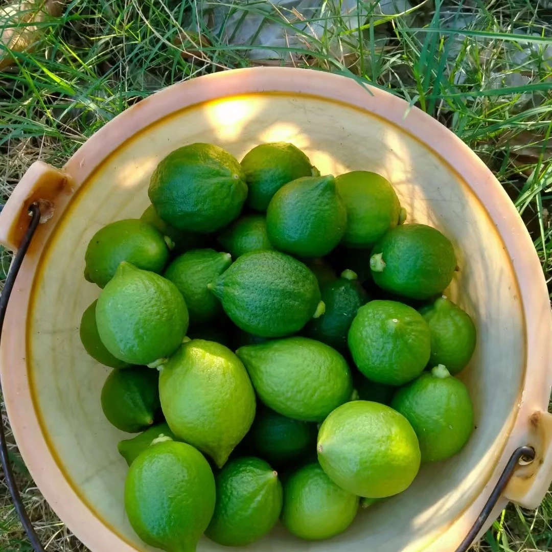 香水柠檬1个毛重70克左右