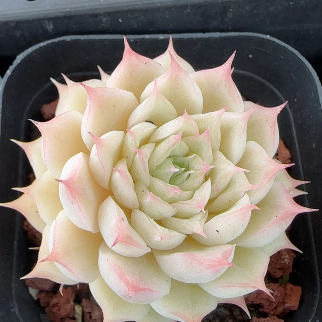 花语逸境0223-194