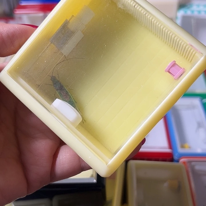 蟋蟀无虫哈哈哈哈哈哈哈哈哈哈哈