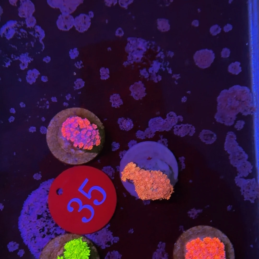 万鱼来朝海水观赏