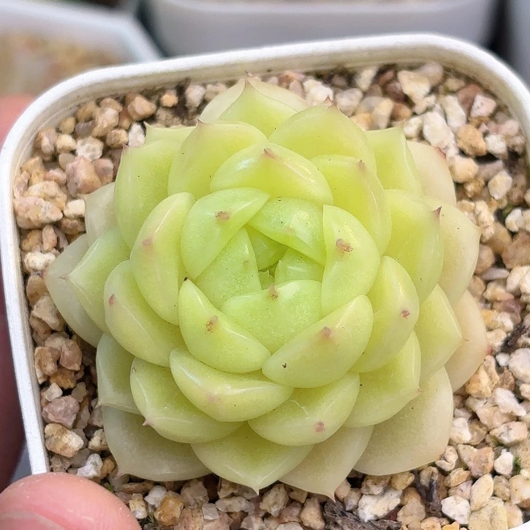 ?**Y68 脱土发 凑满12.8发货 新疆西藏内蒙不发货