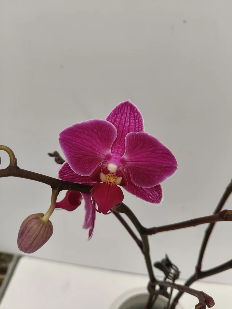 欢然花田蝴蝶兰 （新8）双梗，带花带花苞