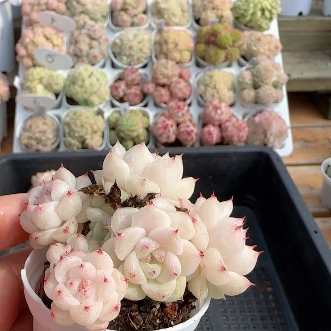 【闪购商品】0119-117白底小魔仙