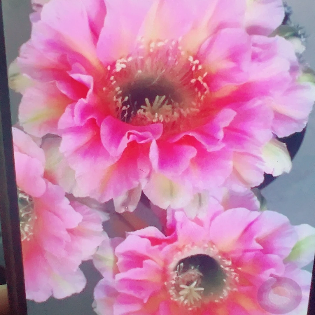 彩草 淑妃 侧芽 满20包邮