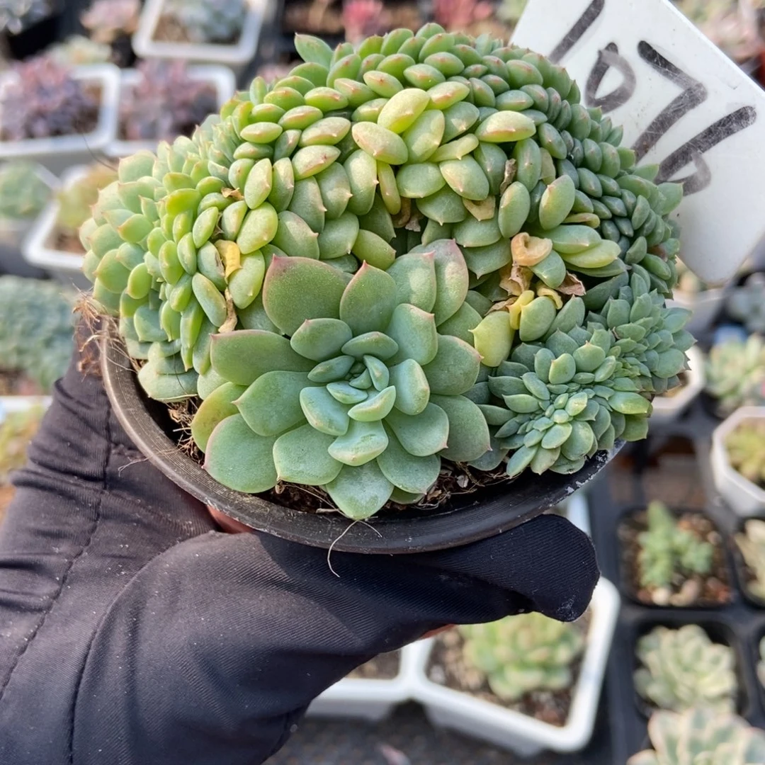 1076冰魄缀多肉植物