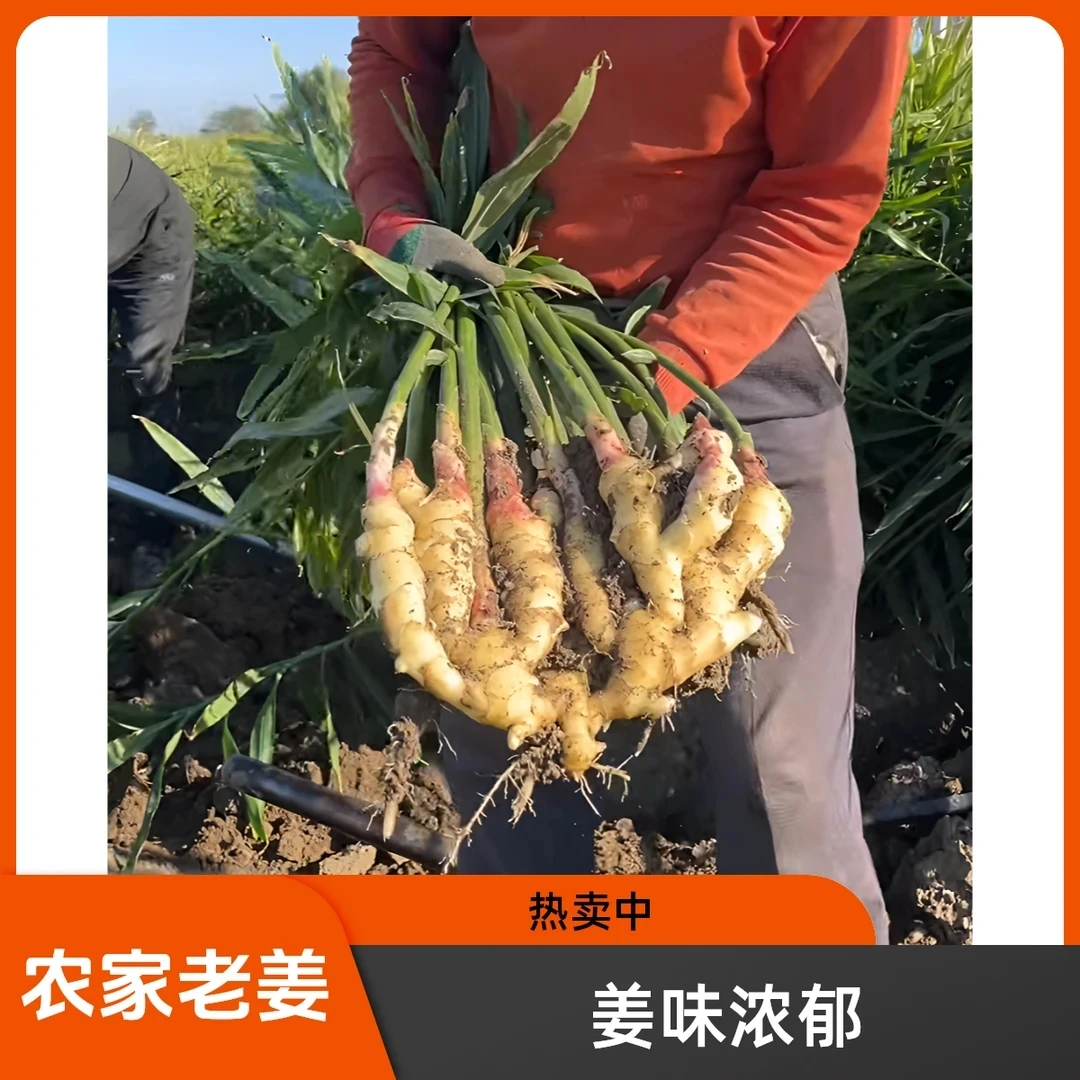 山东大黄姜现挖生姜老姜姜味浓郁 辛辣味十足