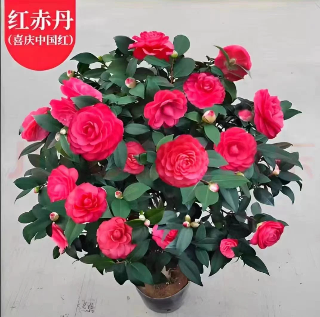 红赤丹山茶花树苗盆栽带苞六角大红粉赤丹粉丹对版花卉绿植庭院