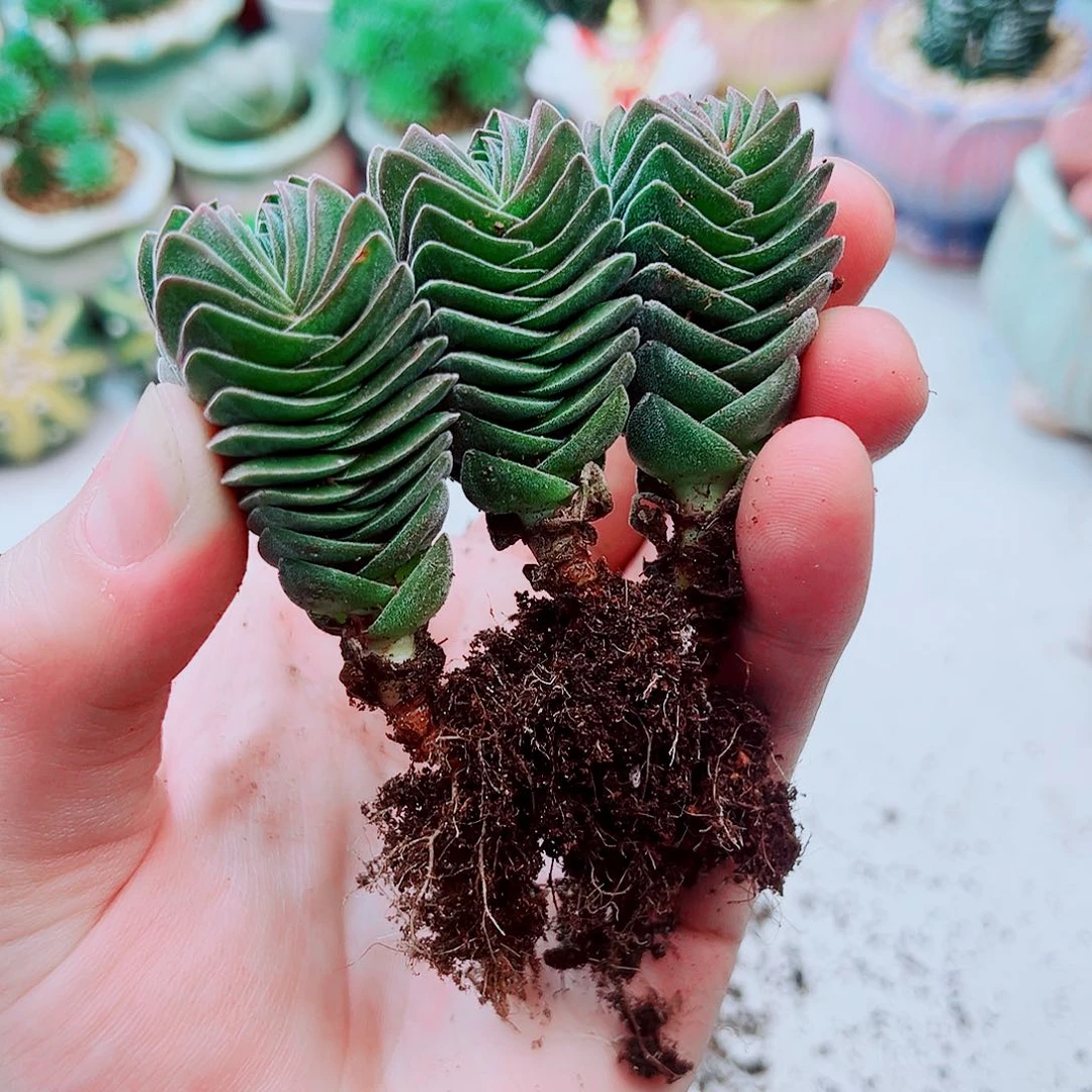 方塔多肉植物一颗