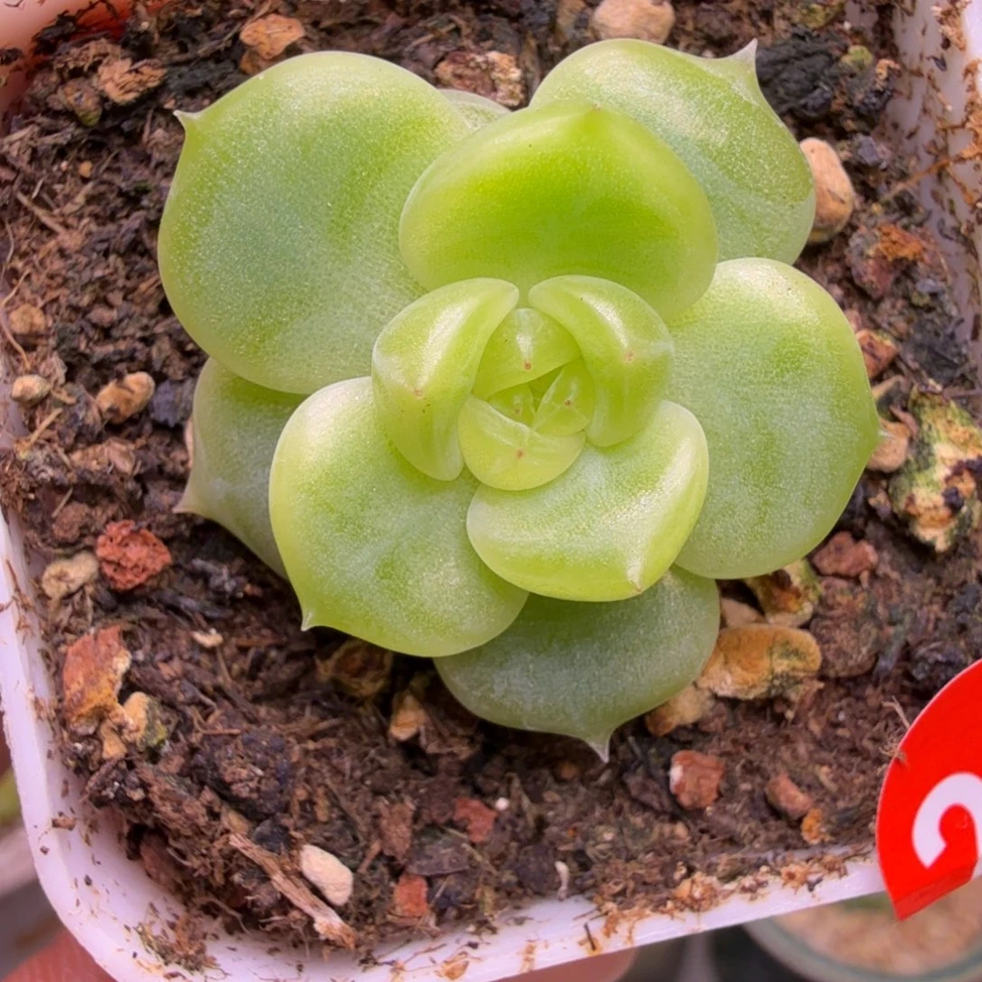 20号未思量一物一拍