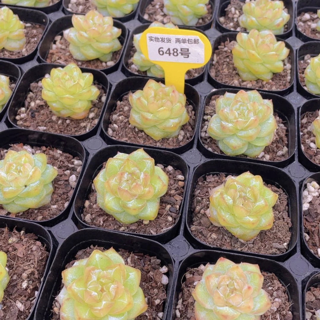 648号 优选水晶粉钻单头一个
