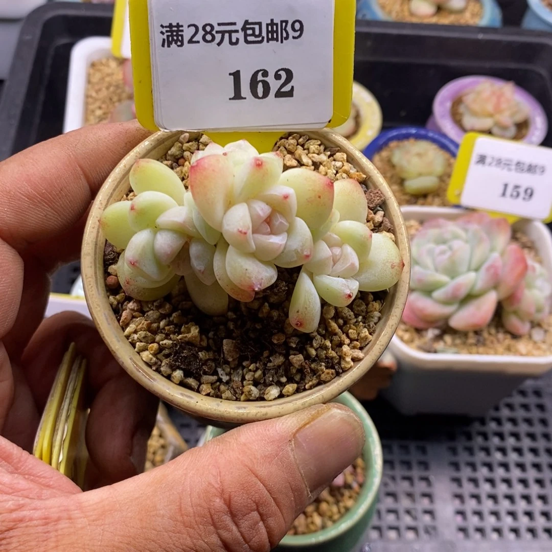 9162白底趴地四头冰玉多肉