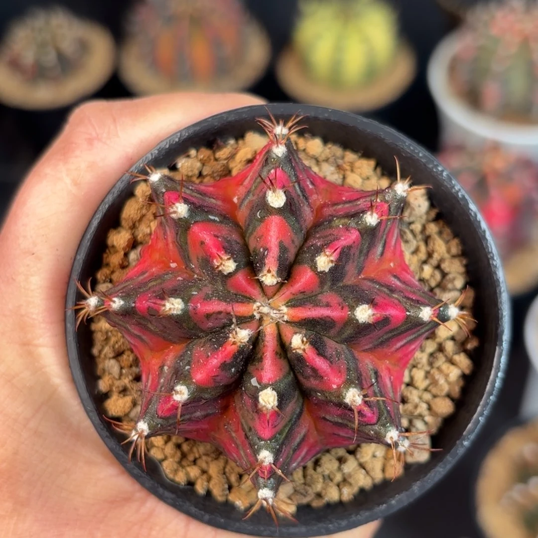 泰系米哈实生仙人球169