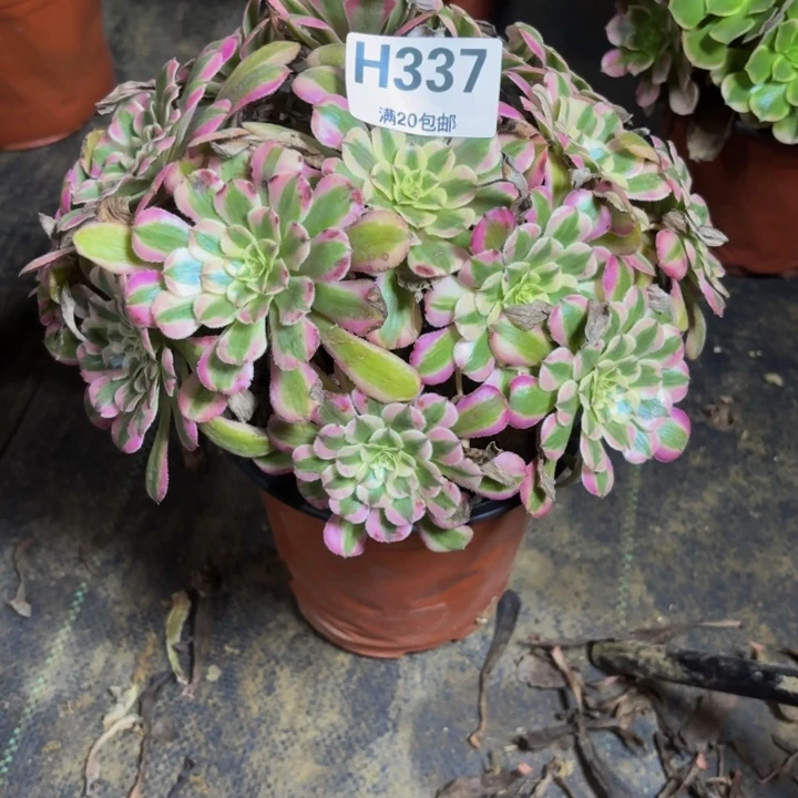瑞妈多肉园艺337。粉铜