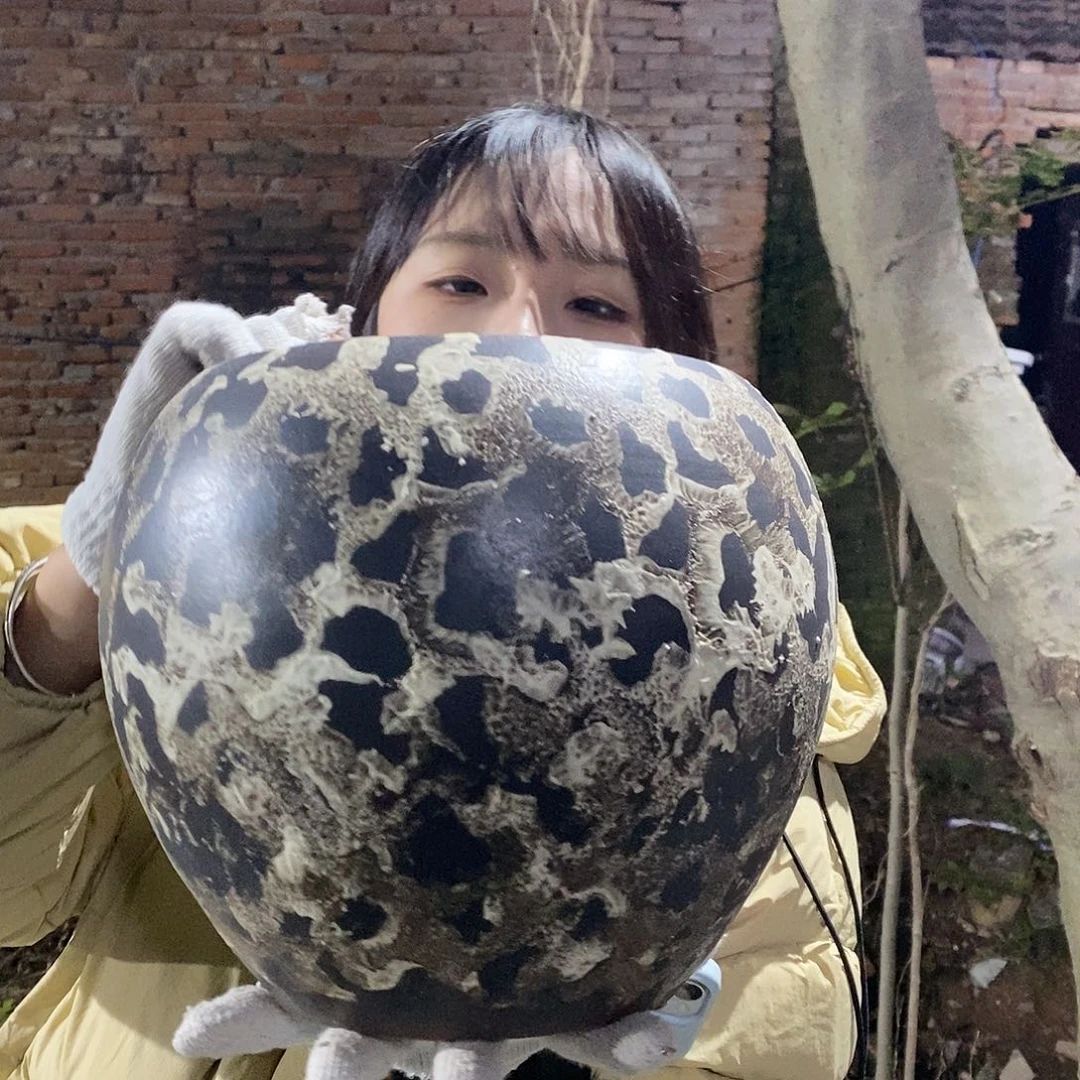 正品口径20/23（hfghgg