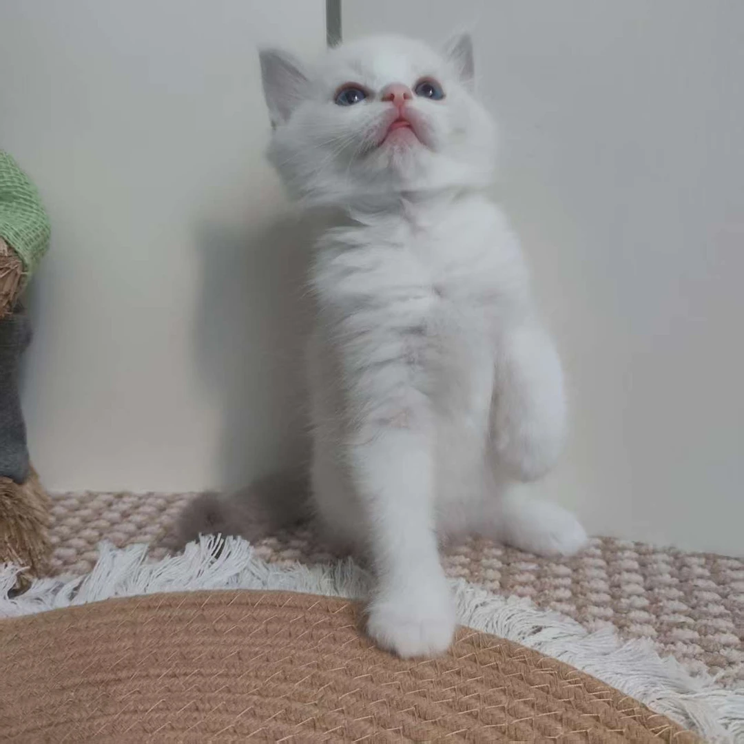 可爱粘人布偶猫妹妹A2