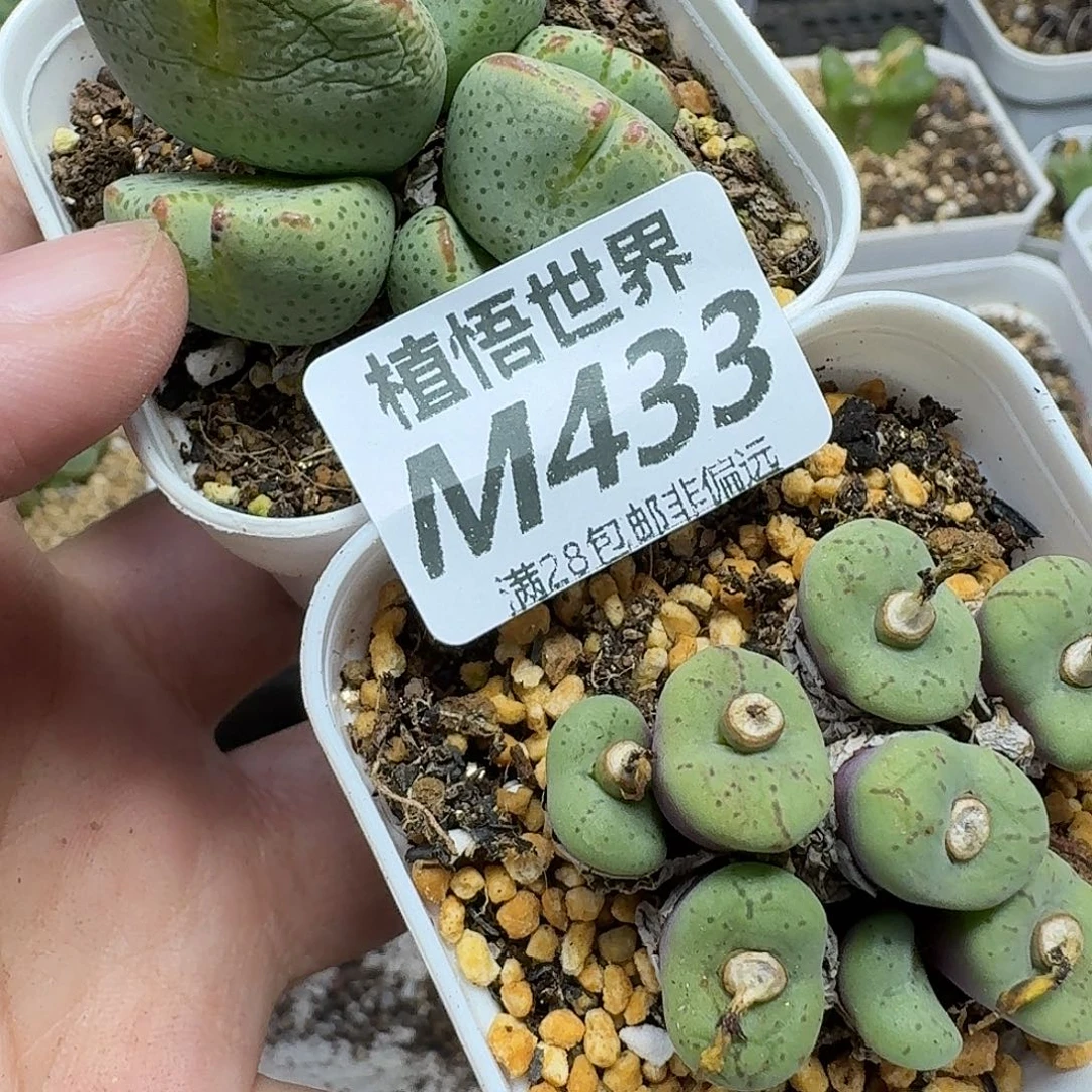 多肉植物的阿富汗和您