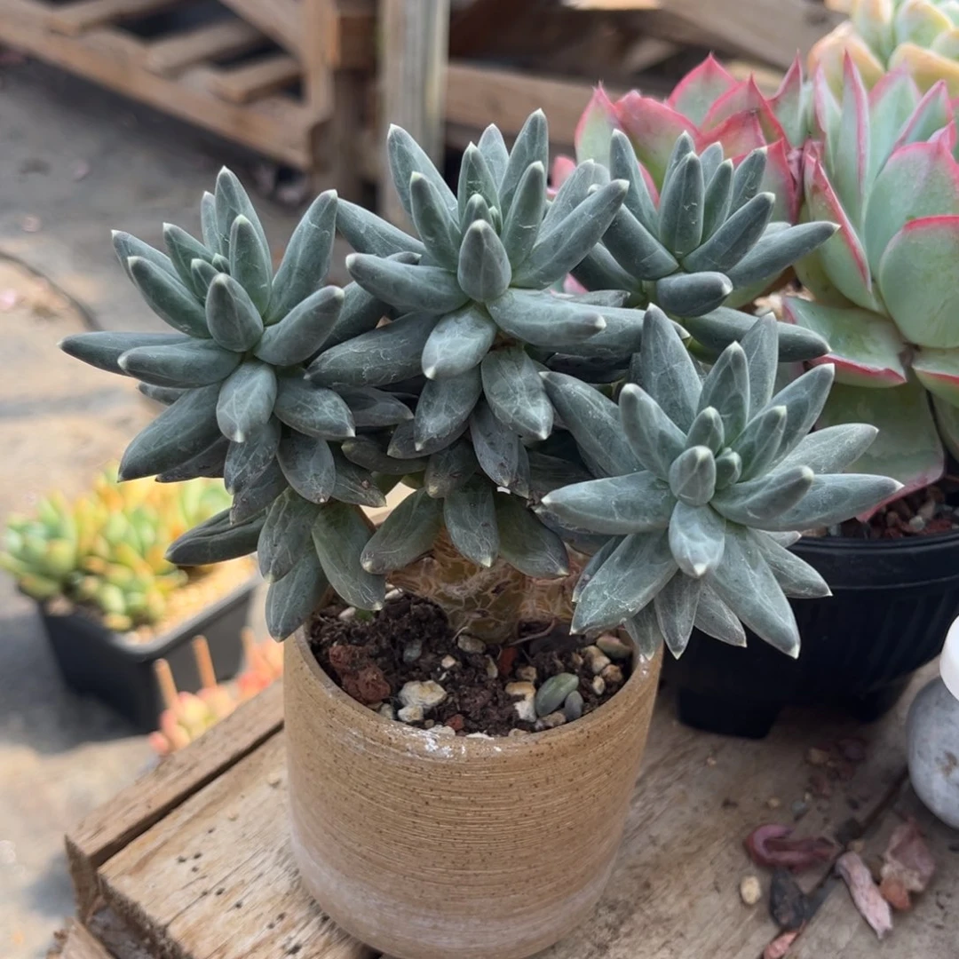 乌拉克拉多肉植物fufuchi