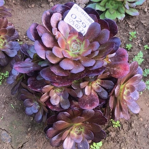 2.23-29黑寡妇多肉植物