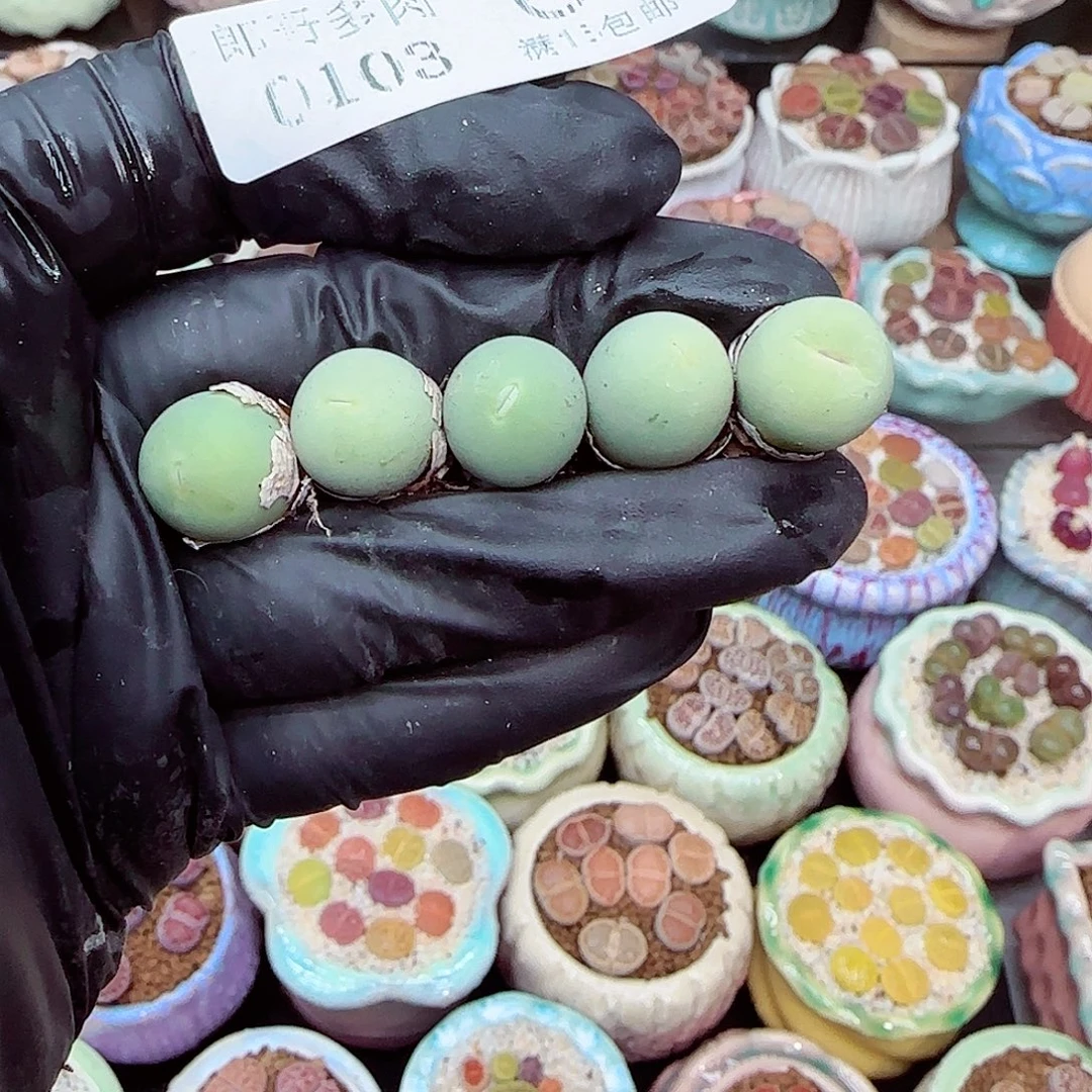 生石花满18包邮0103-6