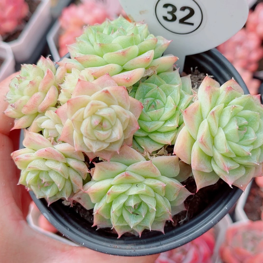 32号小老桩女王群