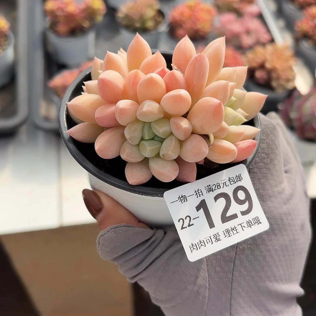 星空美人无盆土发货无盆