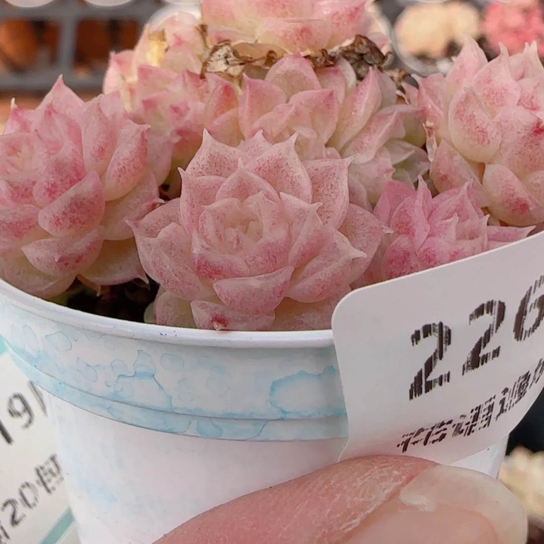 ****空花语多肉1219-226散