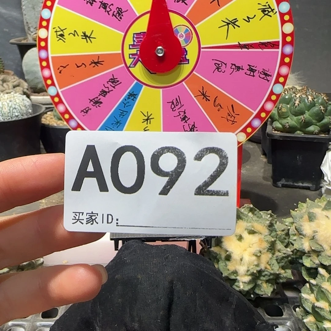 大***Y实生仙人球特价一颗