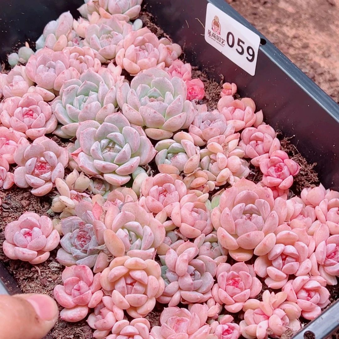 多肉植物多肉植物