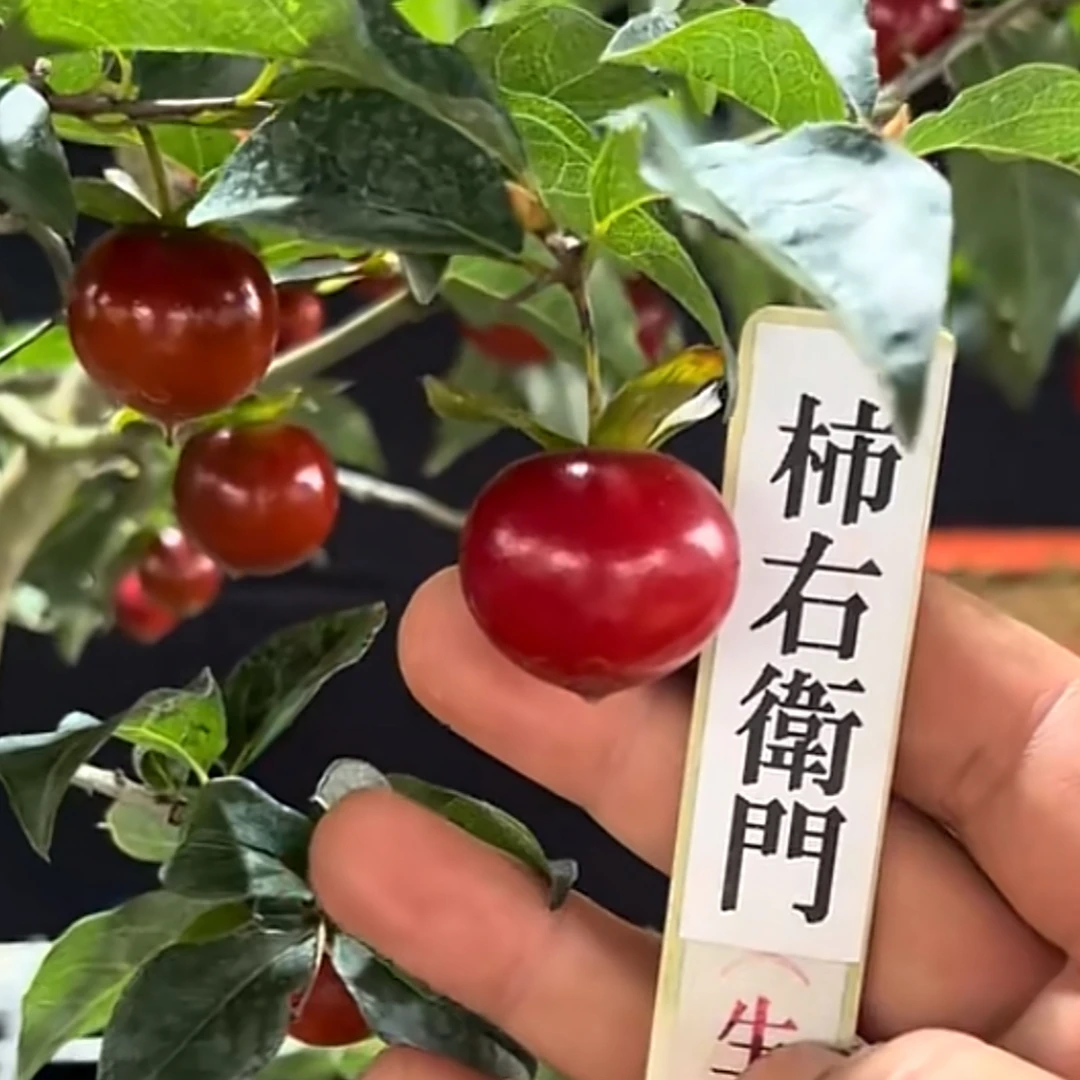 老鸦柿盆景柿右卫门嫁接苗