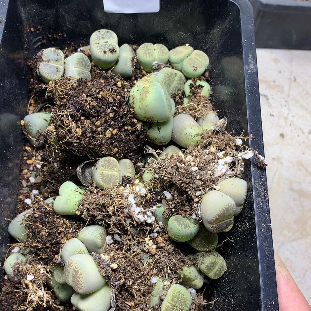 新**选G387多肉植物保护研究所
