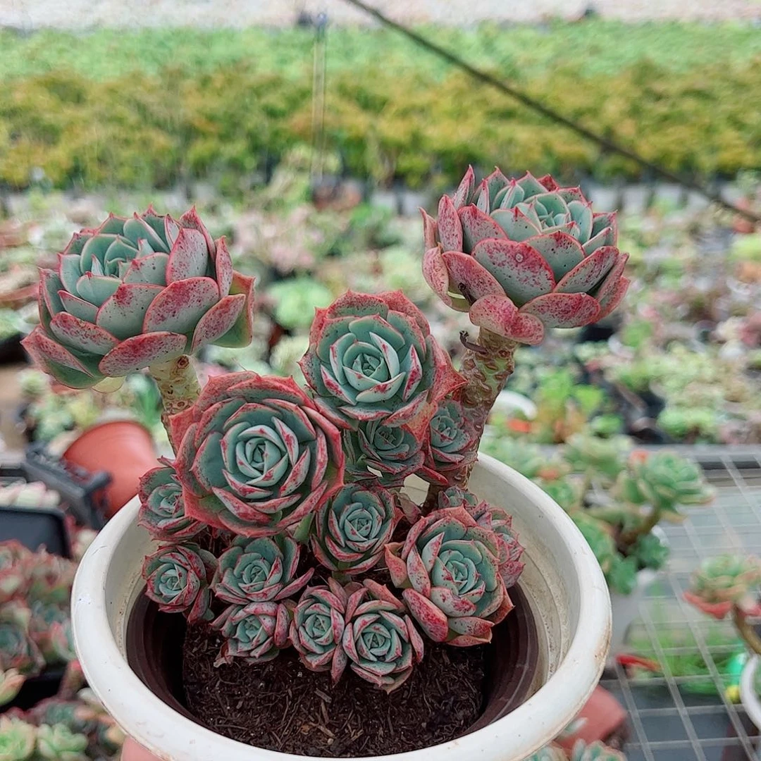 克罗地亚玫瑰多头造型精品
