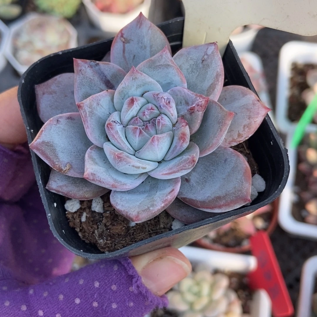 8粉蓝鸟石化多肉植物