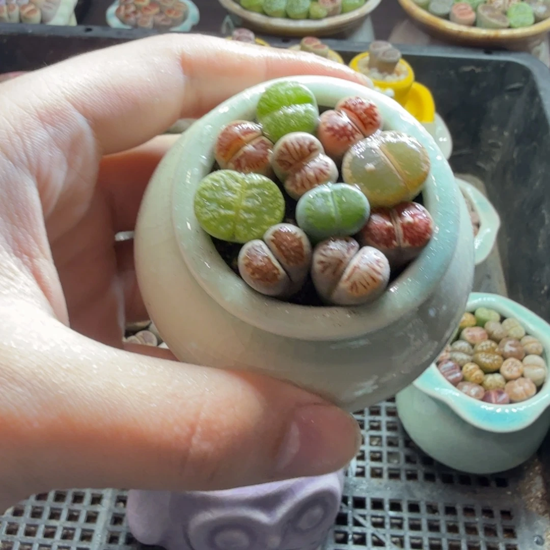 多肉葡萄的季节性650