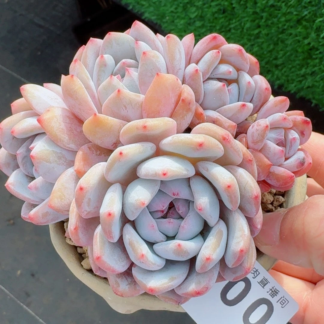星影群生整装无砍
