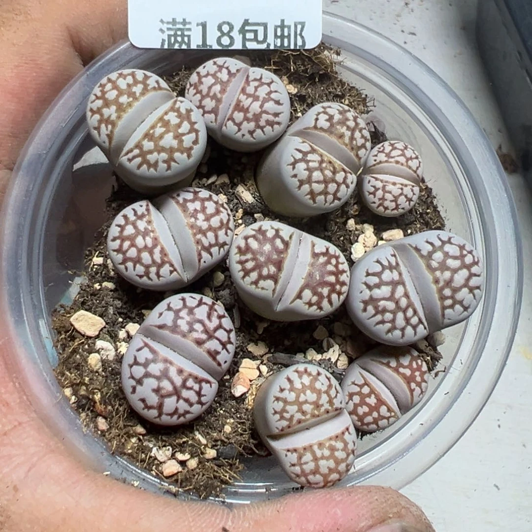 【闪购商品】 651。