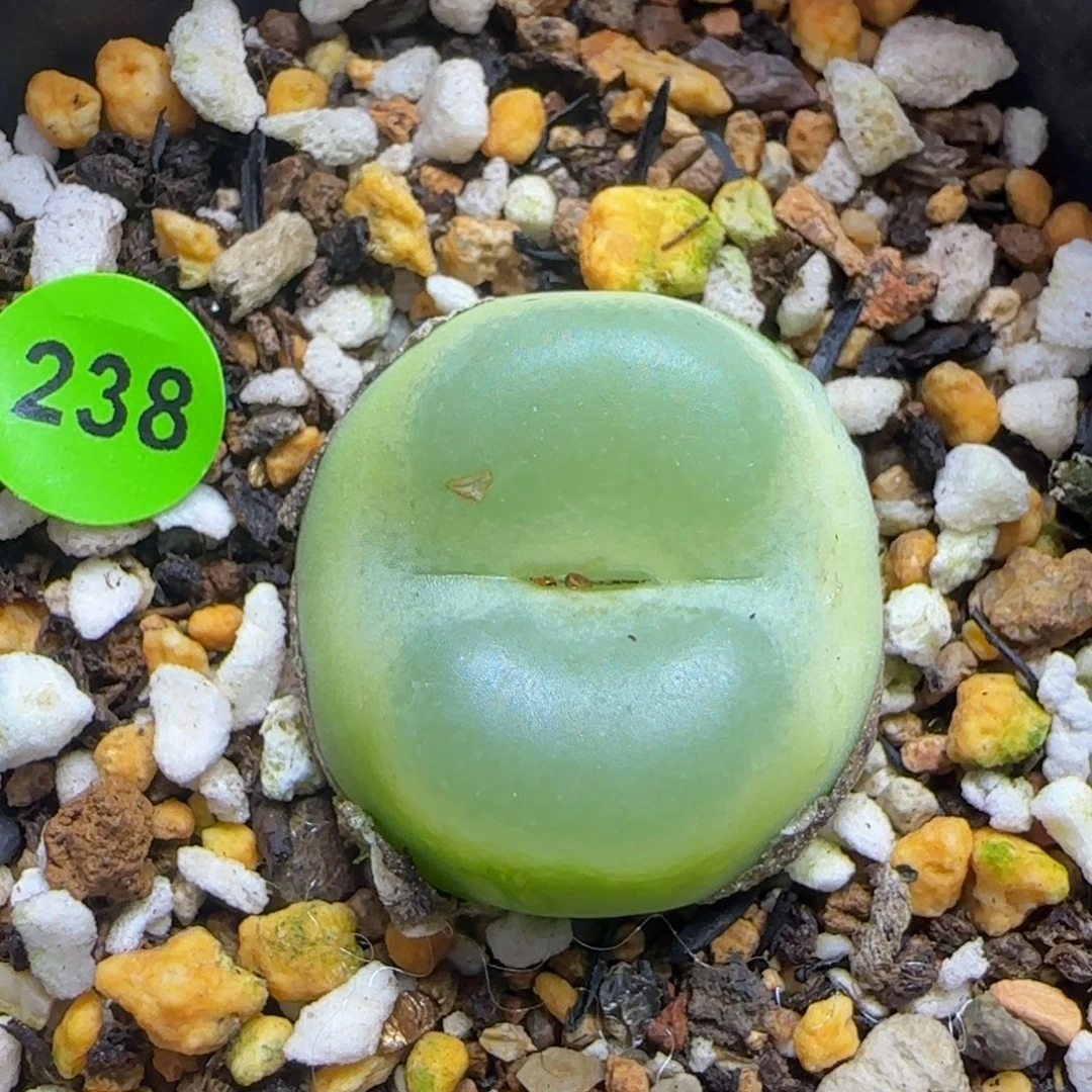 奶***样专拍漂亮多肉植物238