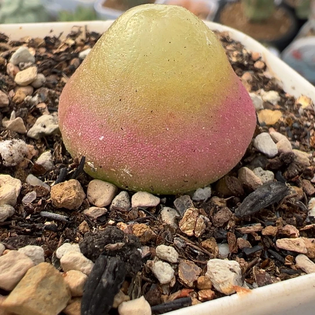 085多肉植物种类多样