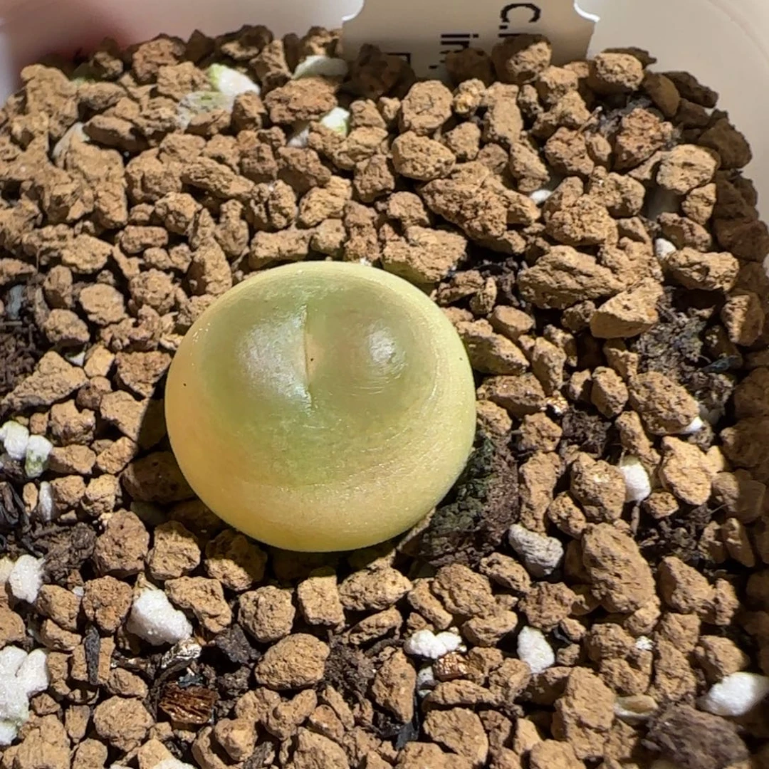肉锥多肉植物组合-日式拉登1721