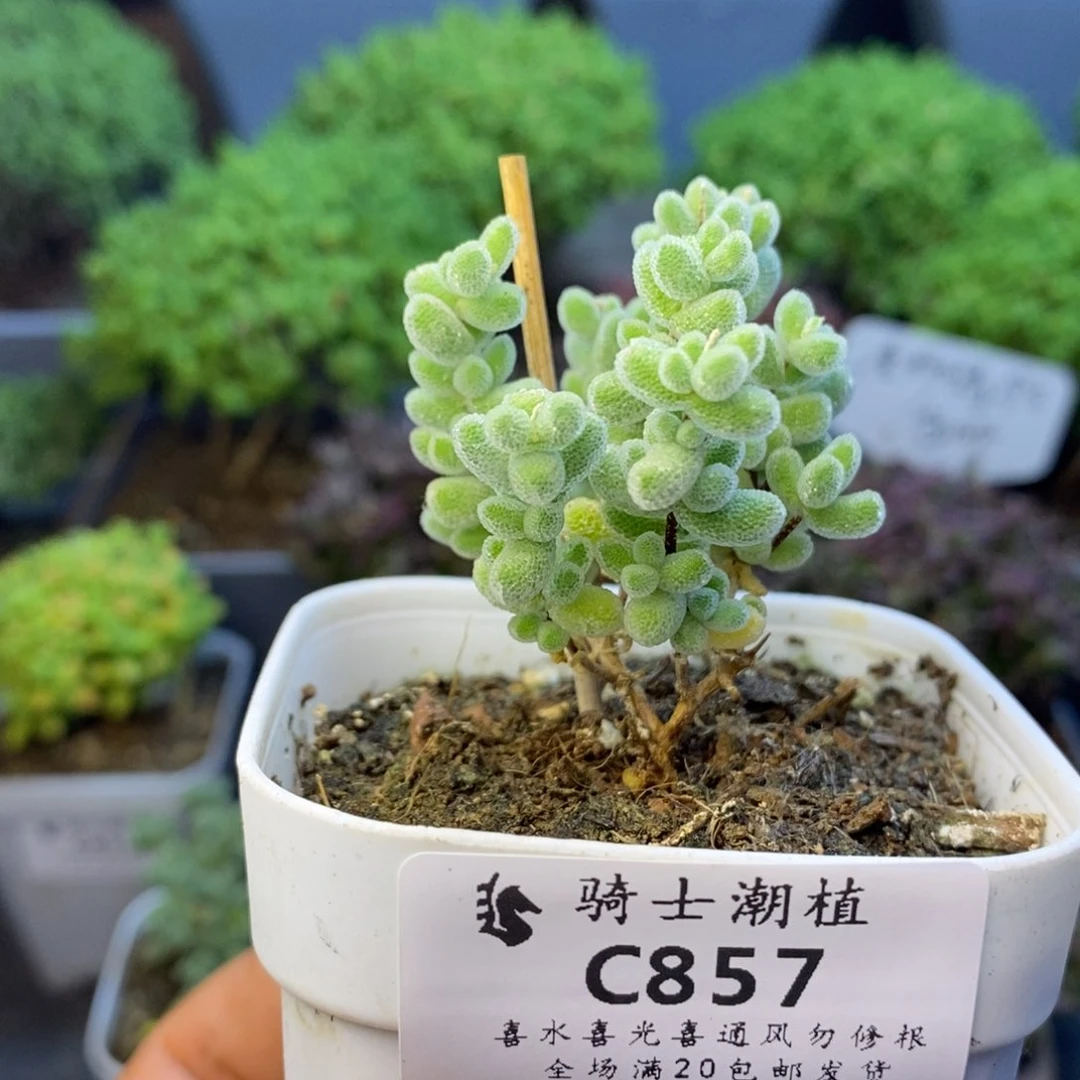 857优选冰晶枝干多肉