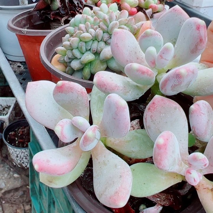 稻田姬多肉植物288