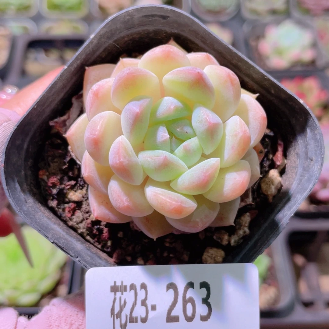 花利美23-263明月心