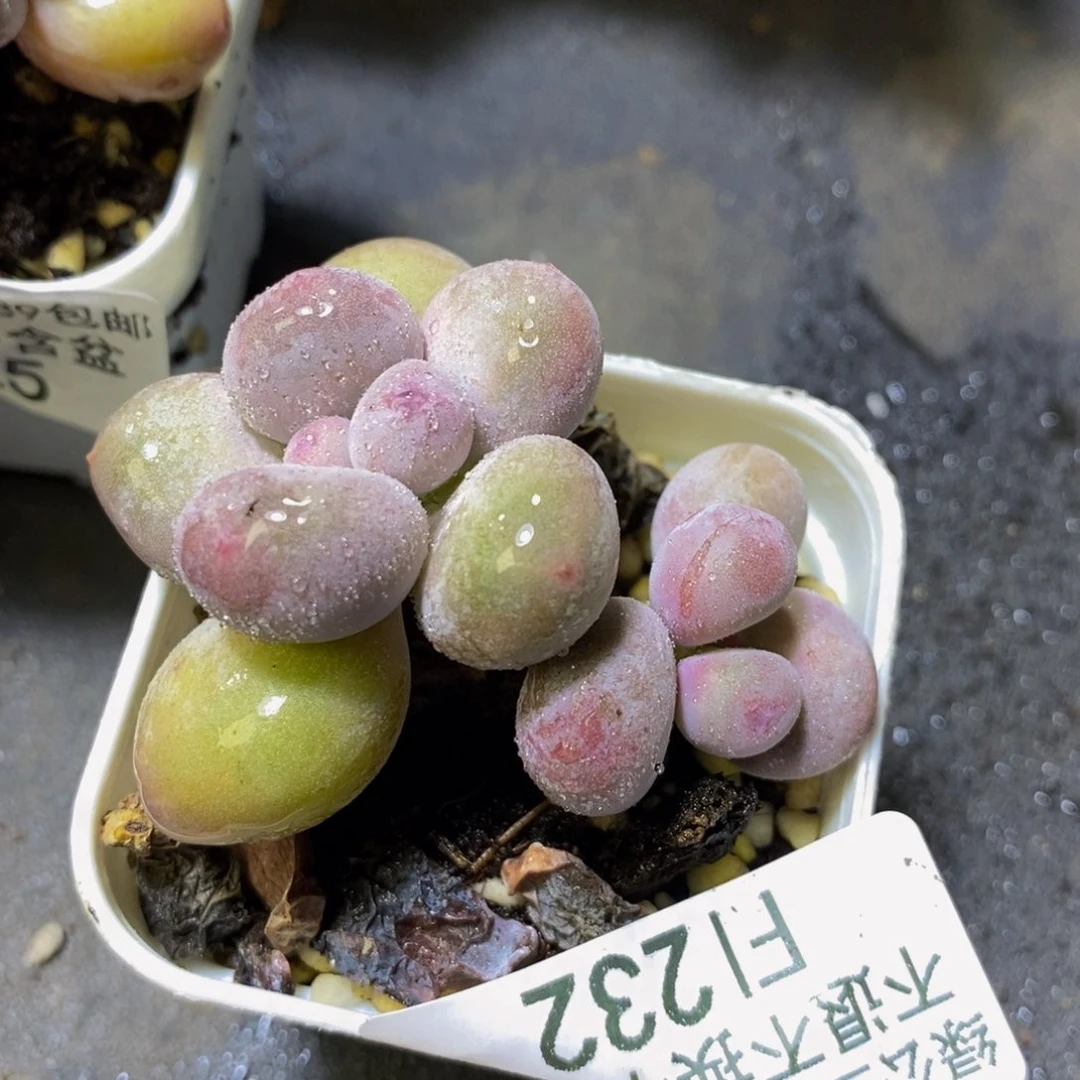 232 糖豆奶4 厘米